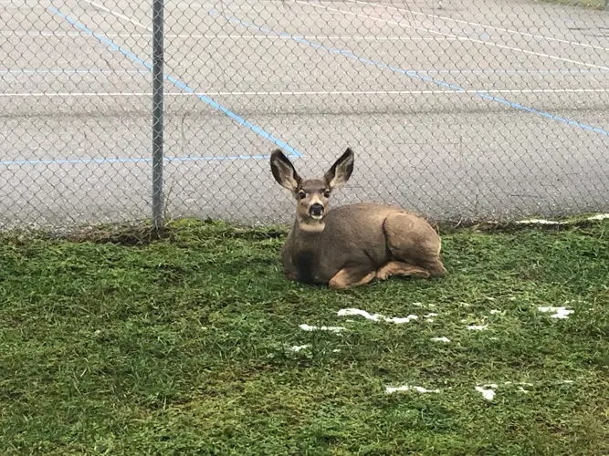 A deer with large ears laying by a chain link fence