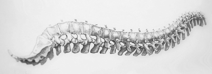 A drawing of a human spine